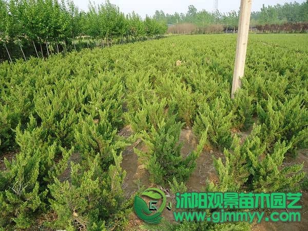 小龙柏苗最新价格,小龙柏苗最新价格，成长的力量与自我价值的绽放