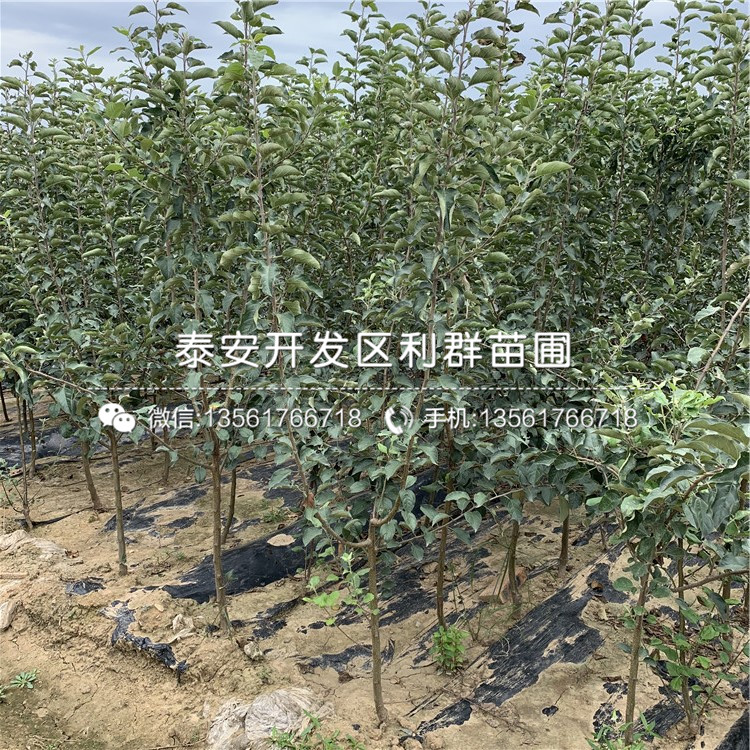 最新苹果树苗的成长魔力，学习、变化与培育之路