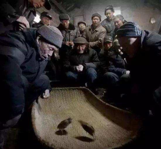 最新鹌鹑斗架激烈对决视频，观赏新潮流的盛宴