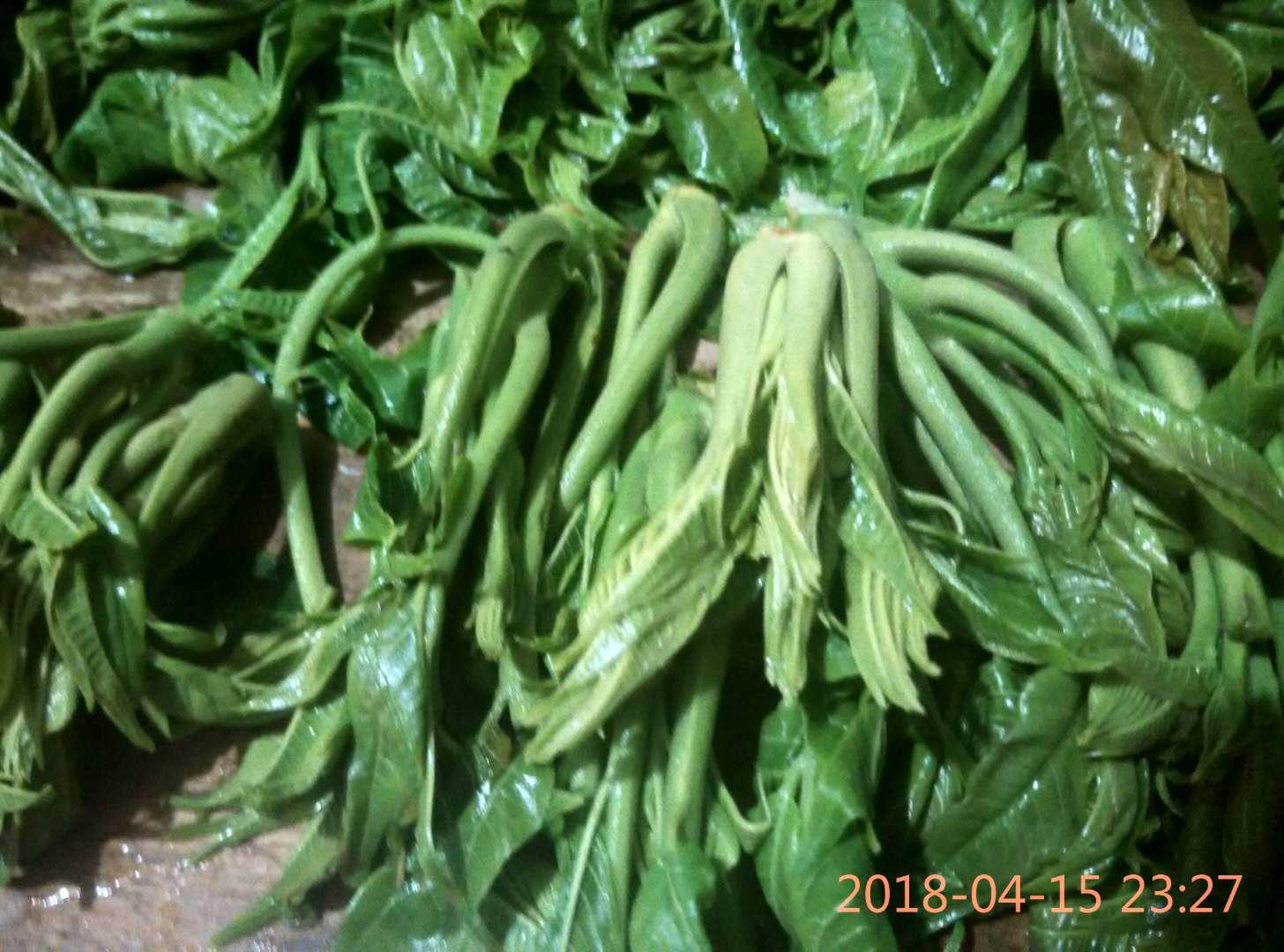 香椿怎么储存最新鲜,香椿怎么储存最新鲜