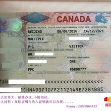 冬枣品种 第18页