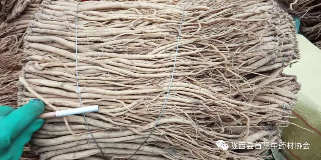 渭源党参最新价格行情