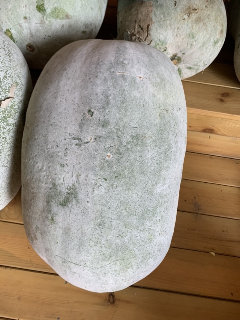 最新品种粉皮冬瓜